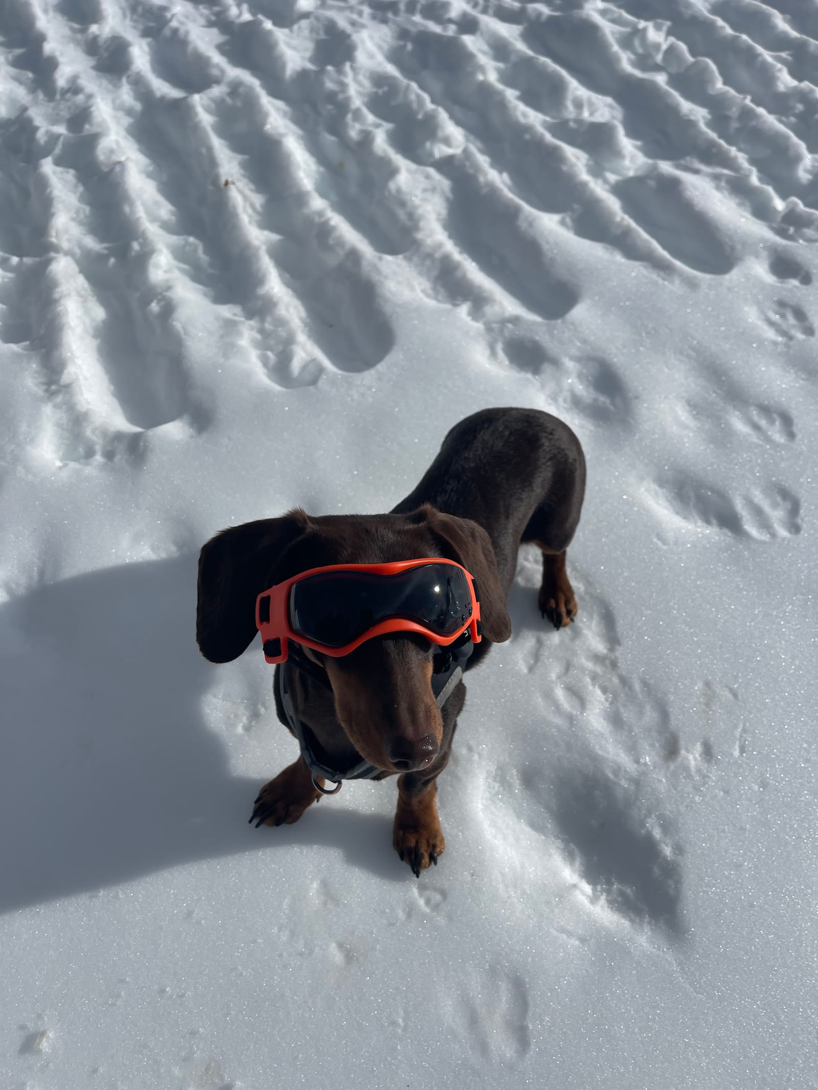 Petspiration Spotlight: Twiggy