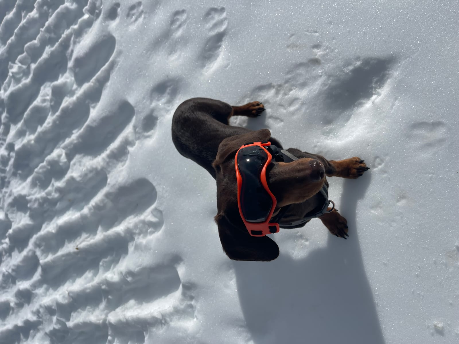 Petspiration Spotlight: Twiggy