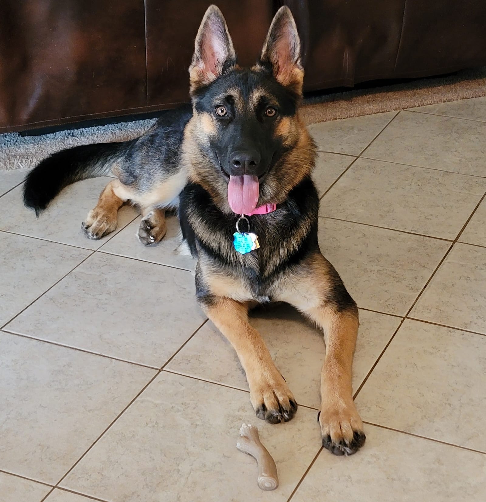 Petspiration Spotlight: Twilight