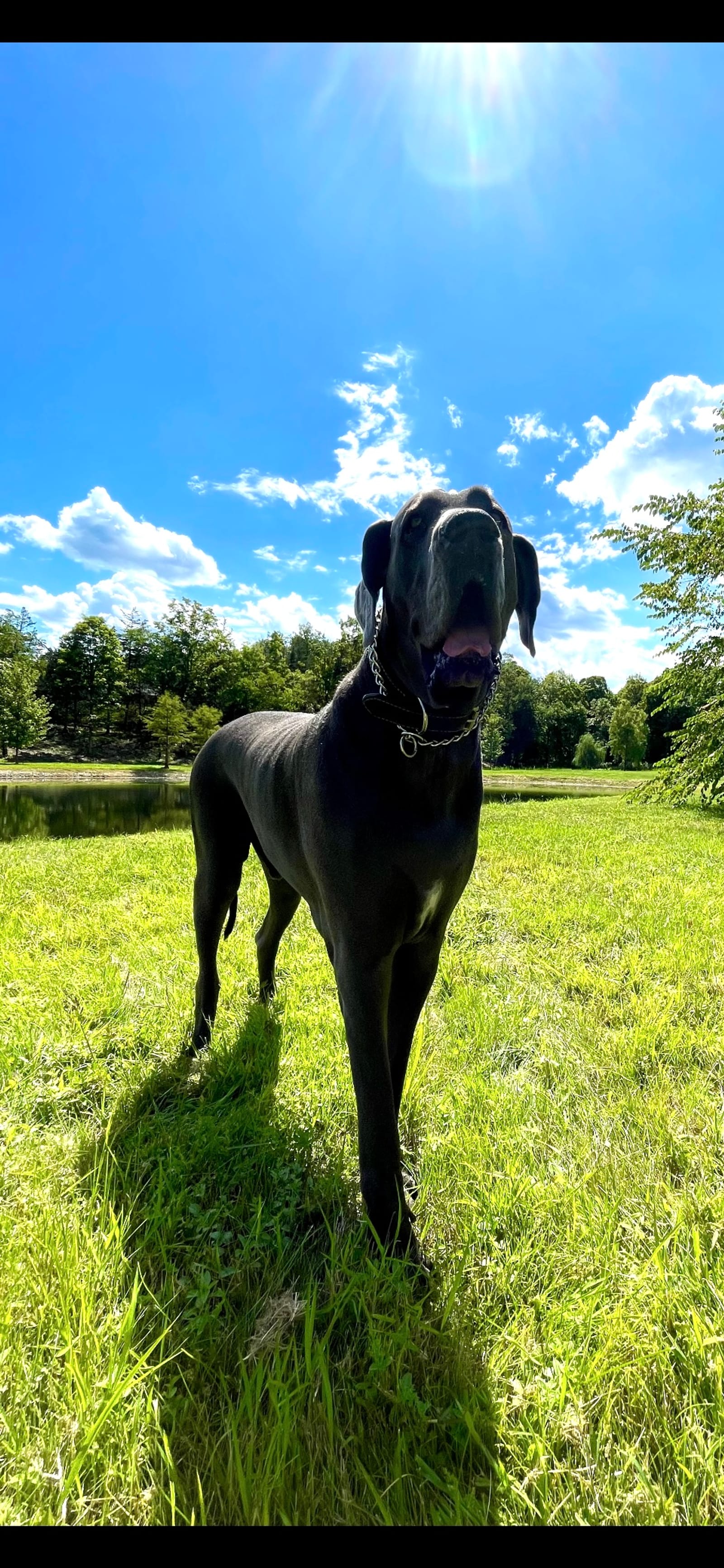 Petspiration Spotlight: Tyums