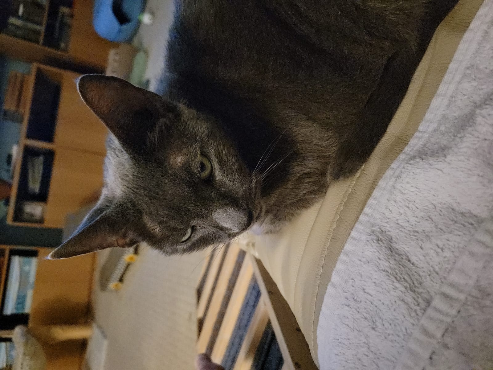 Petspiration Spotlight: Vito