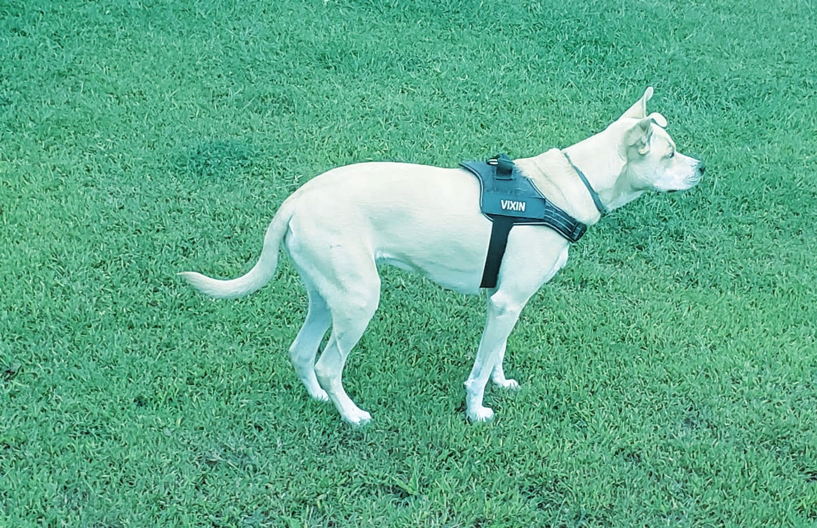 Petspiration Spotlight: Vixin
