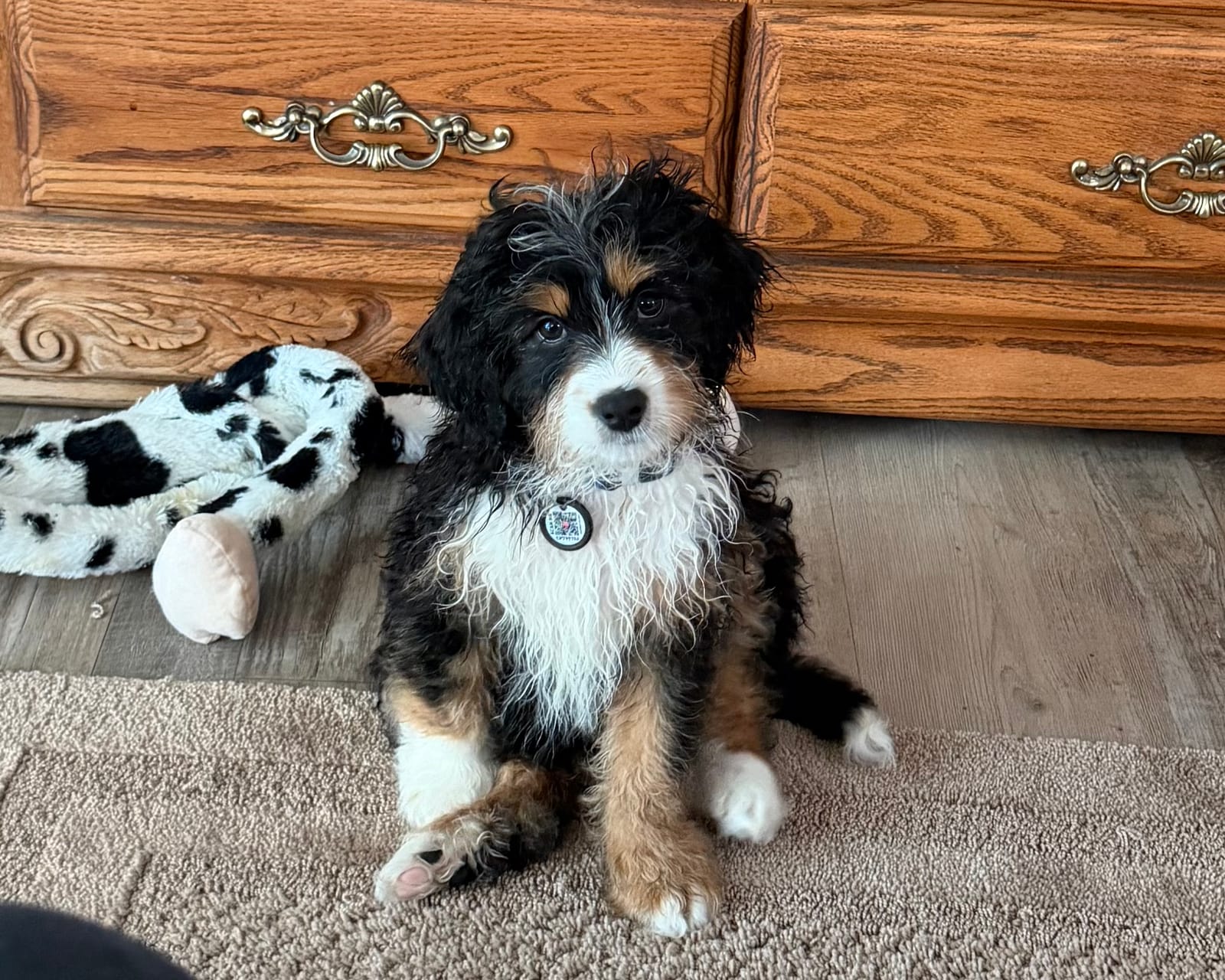 Petspiration Spotlight: Walter Finnegan