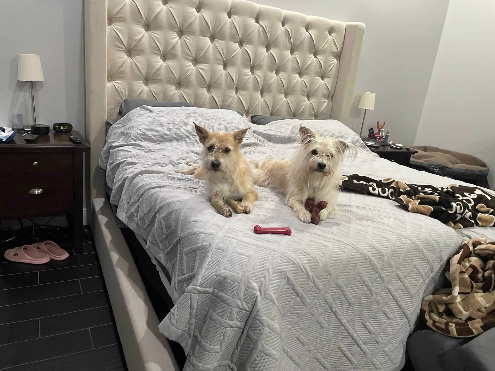 Petspiration Spotlight: Walter and Sheldon
