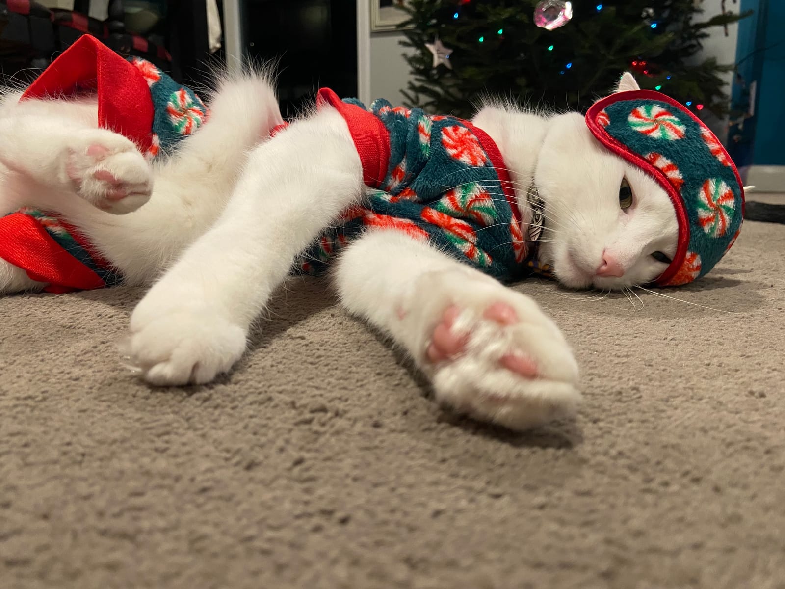 Petspiration Spotlight: Wampa frost