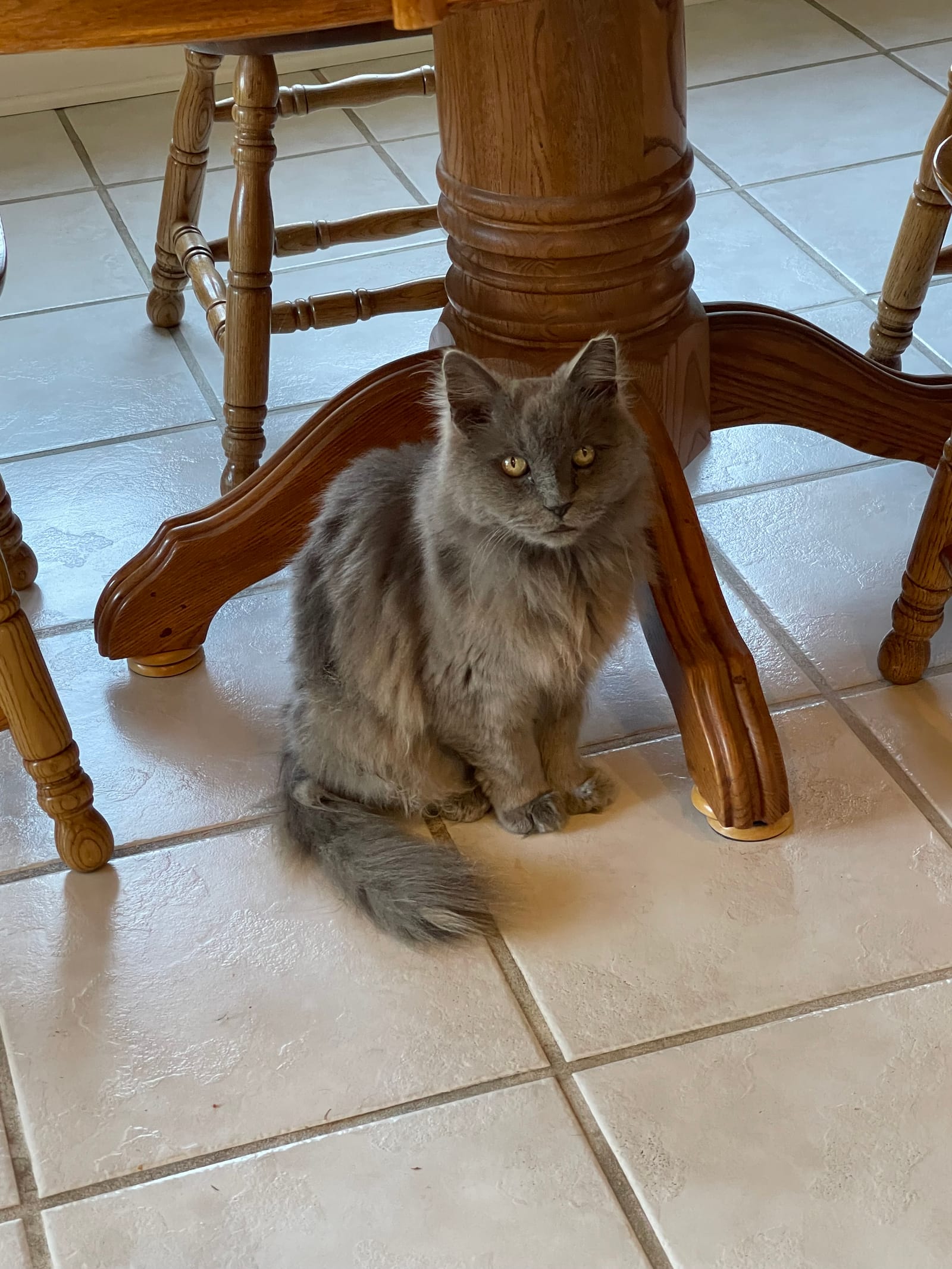 Petspiration Spotlight: Mr. Watson