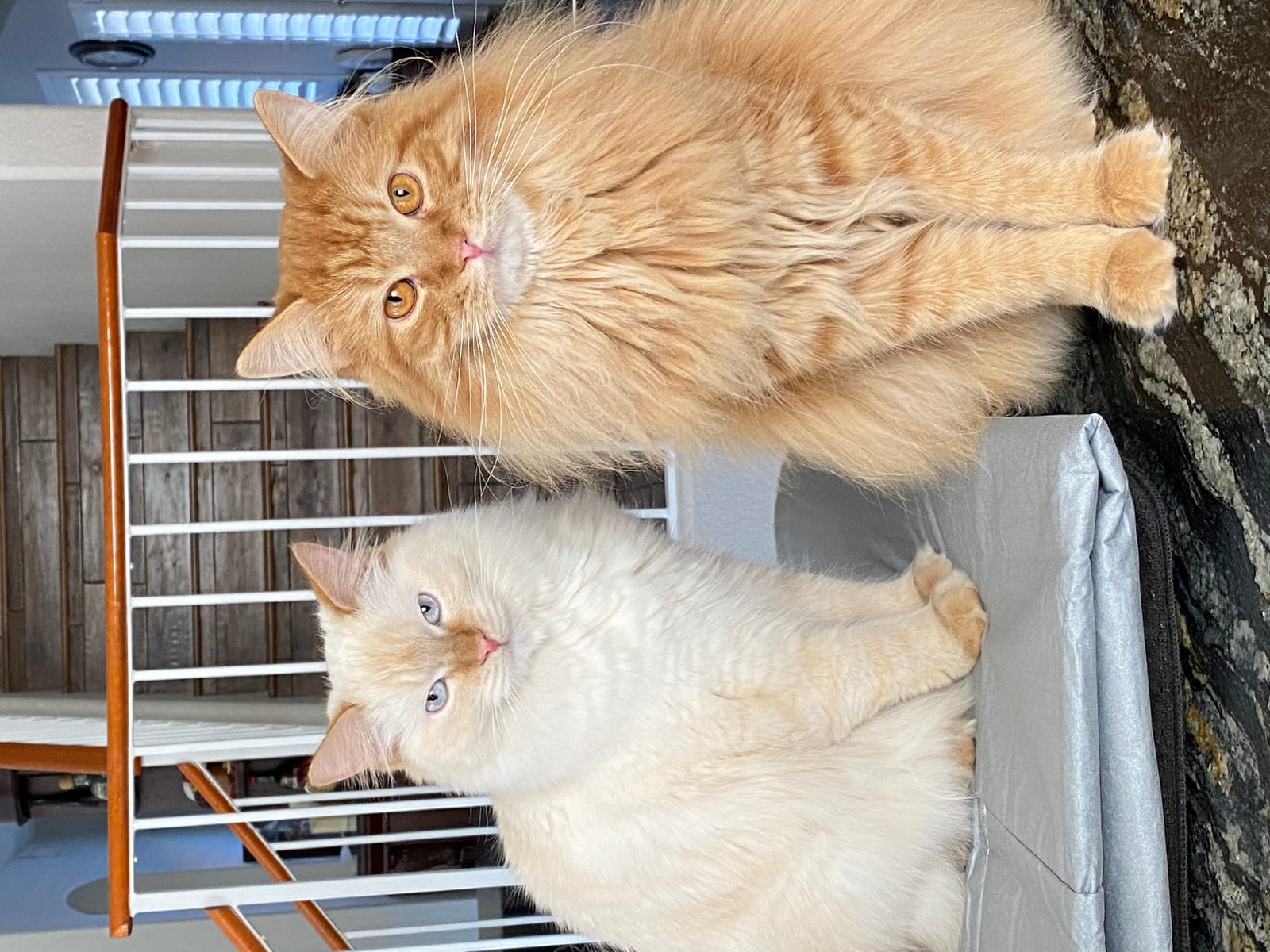 Petspiration Spotlight: Whiskey