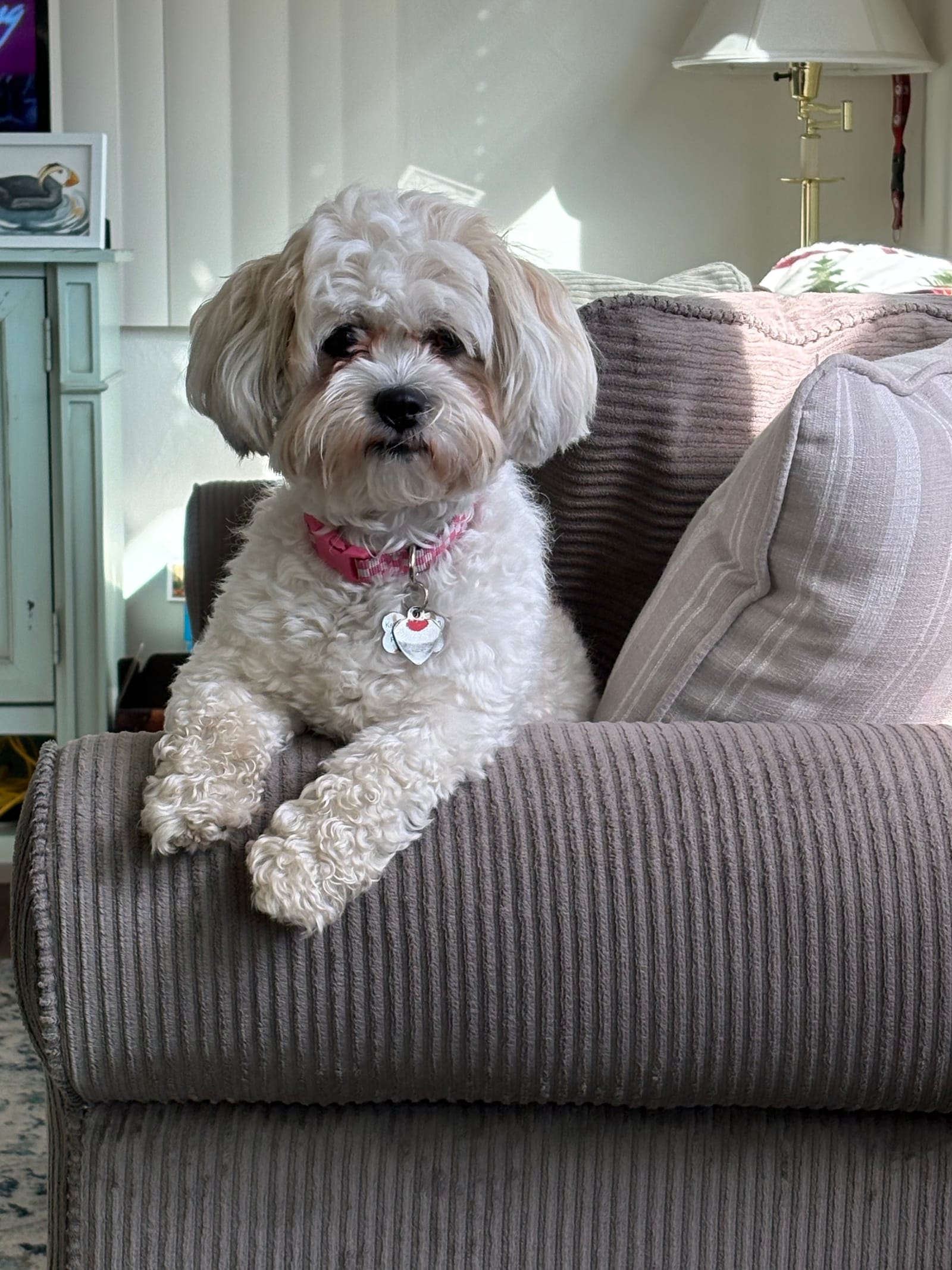 Petspiration Spotlight: Willow