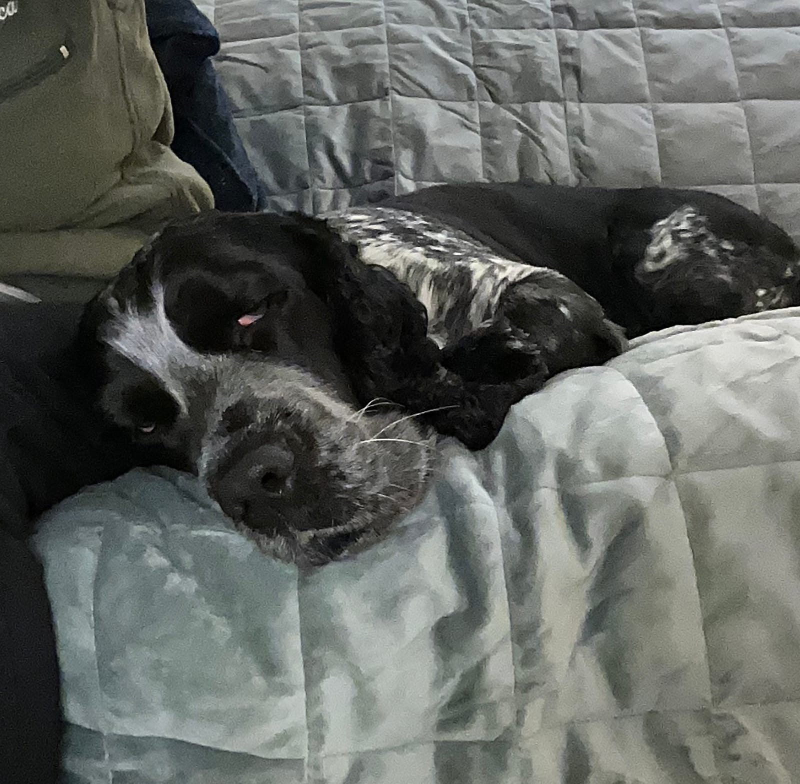 Petspiration Spotlight: Willy