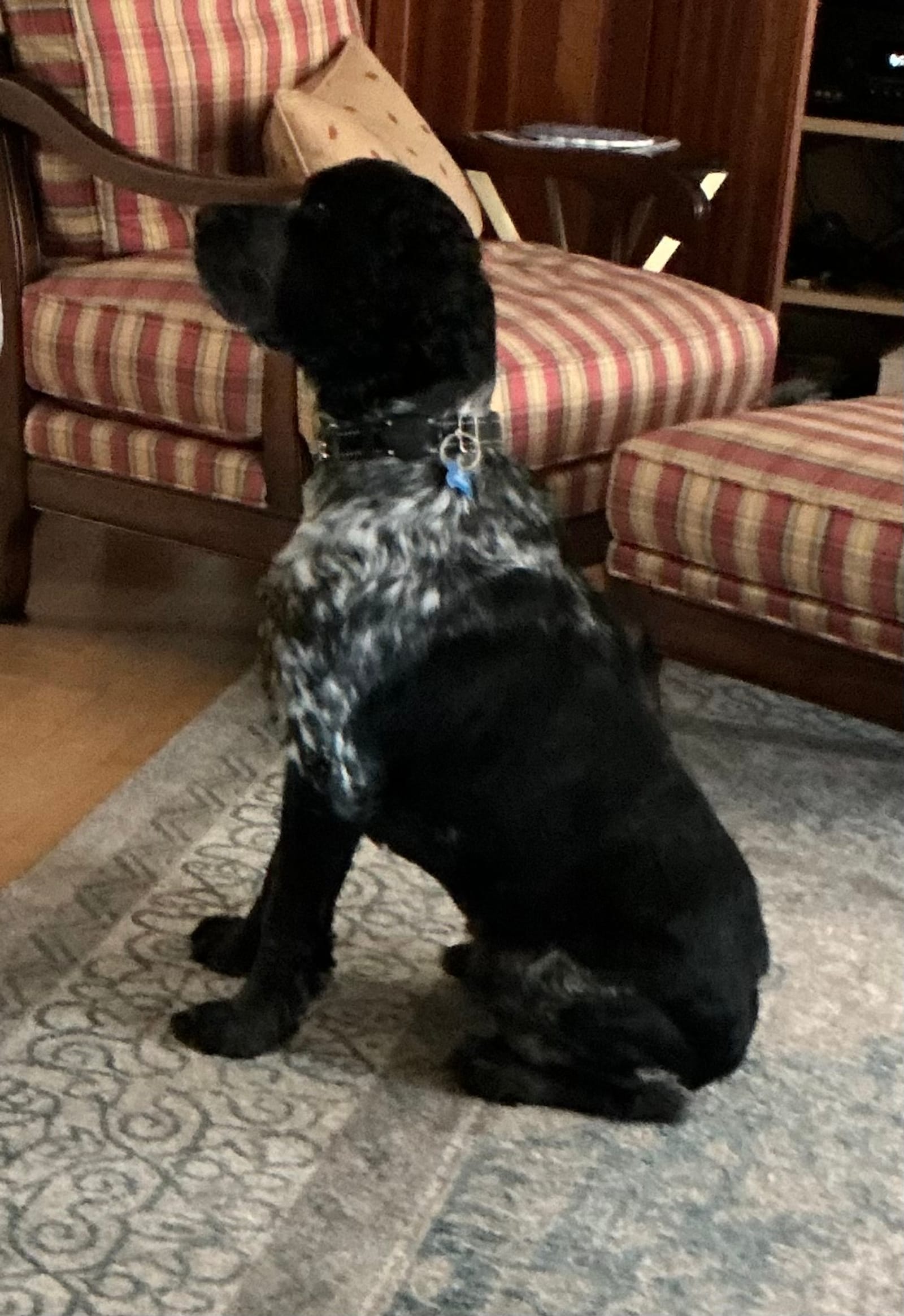 Petspiration Spotlight: Willy