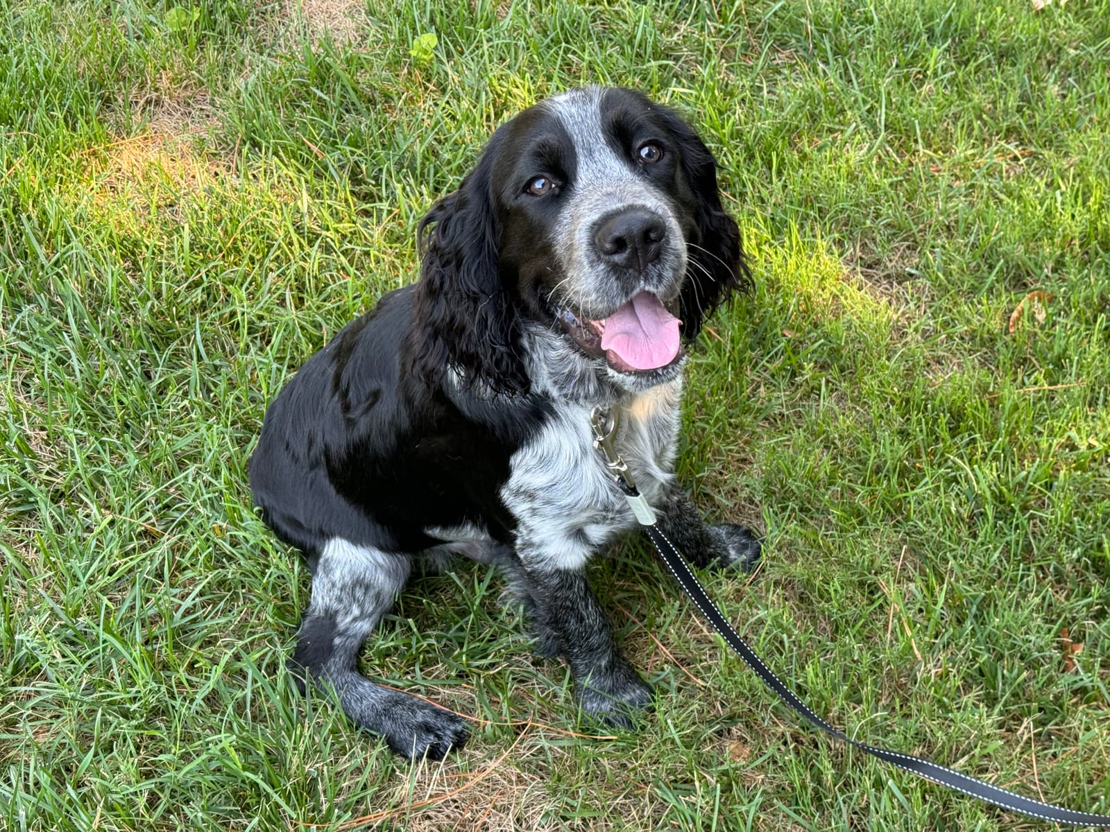 Petspiration Spotlight: Willy