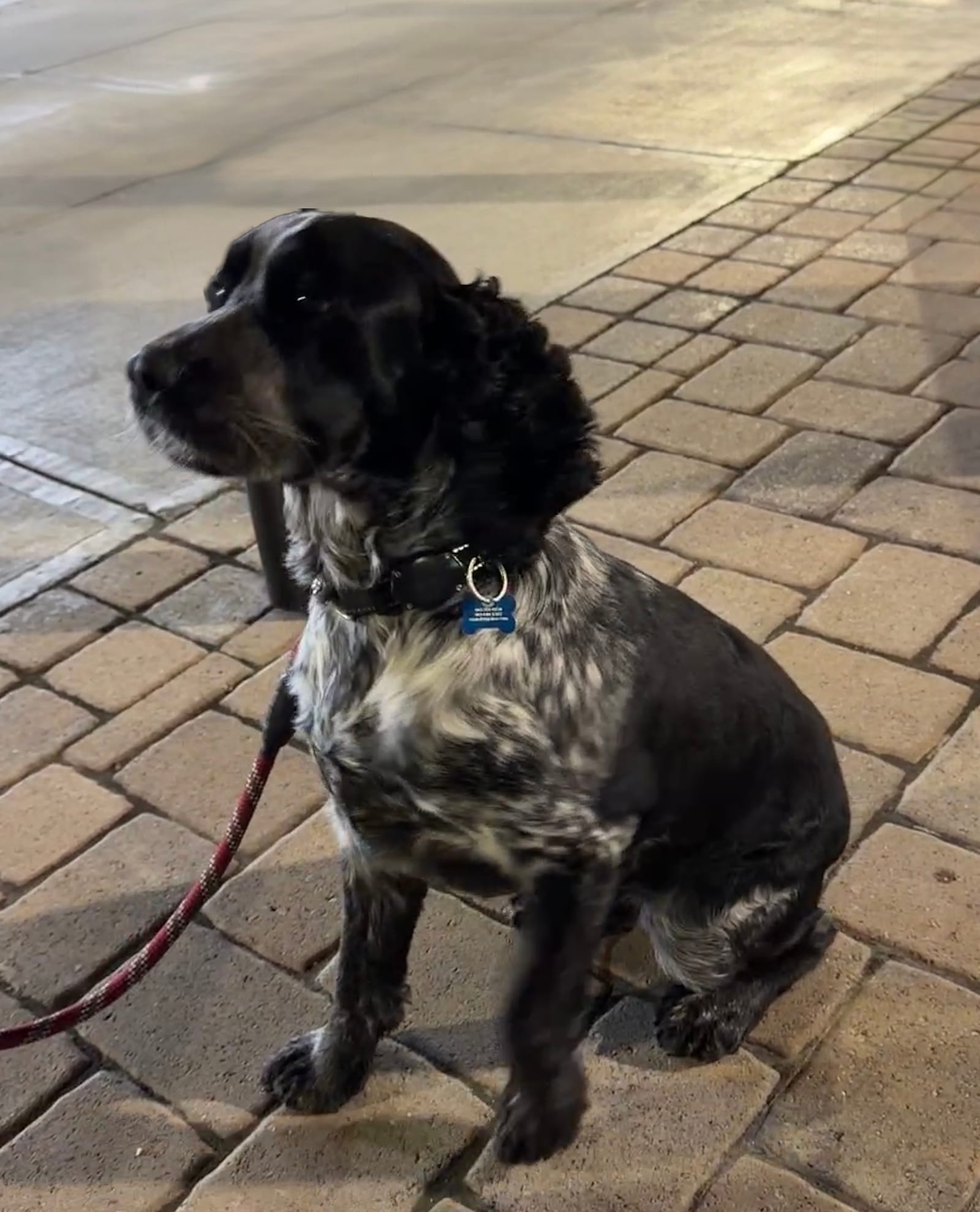 Petspiration Spotlight: Willy