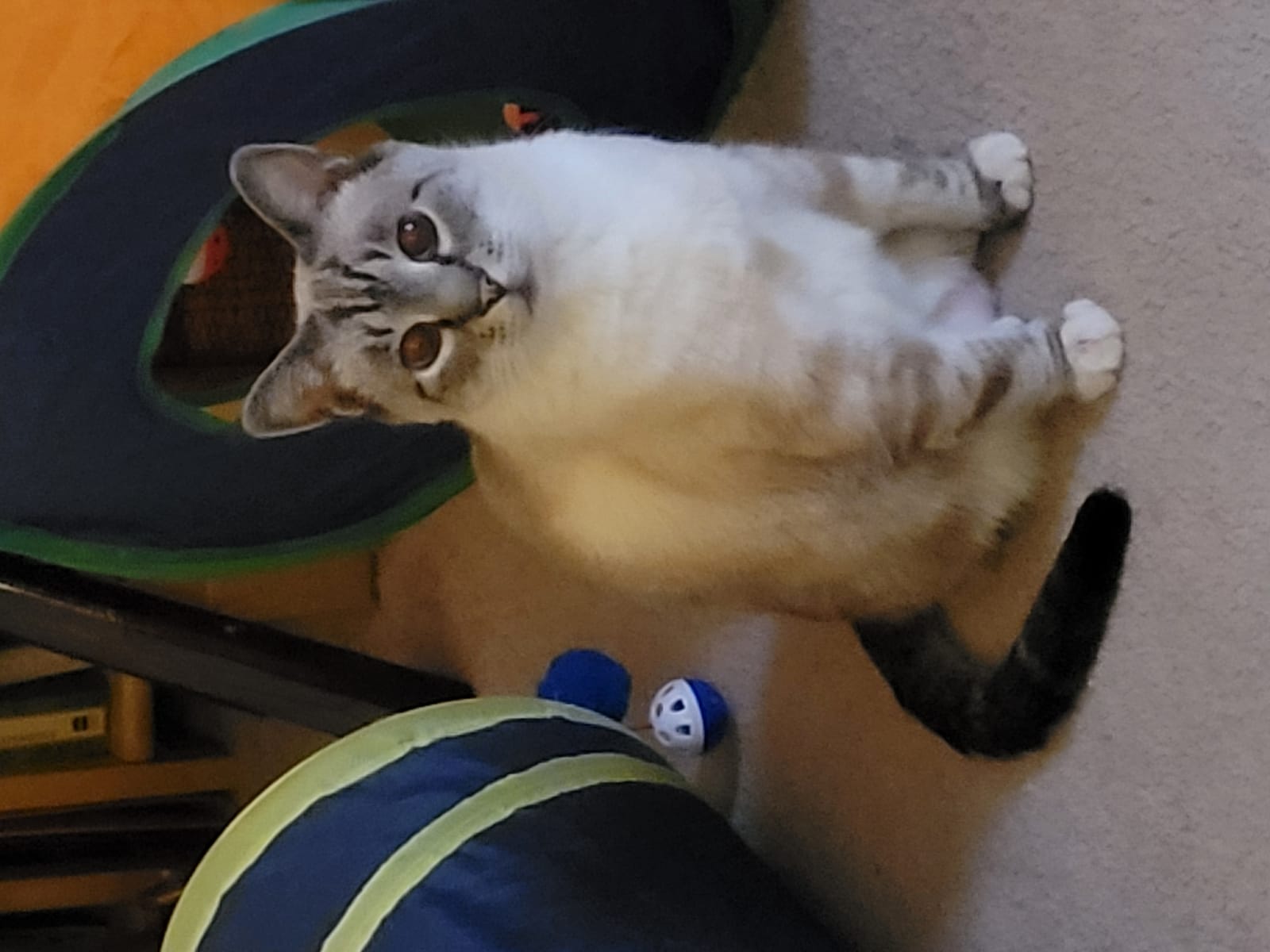 Petspiration Spotlight: Winston