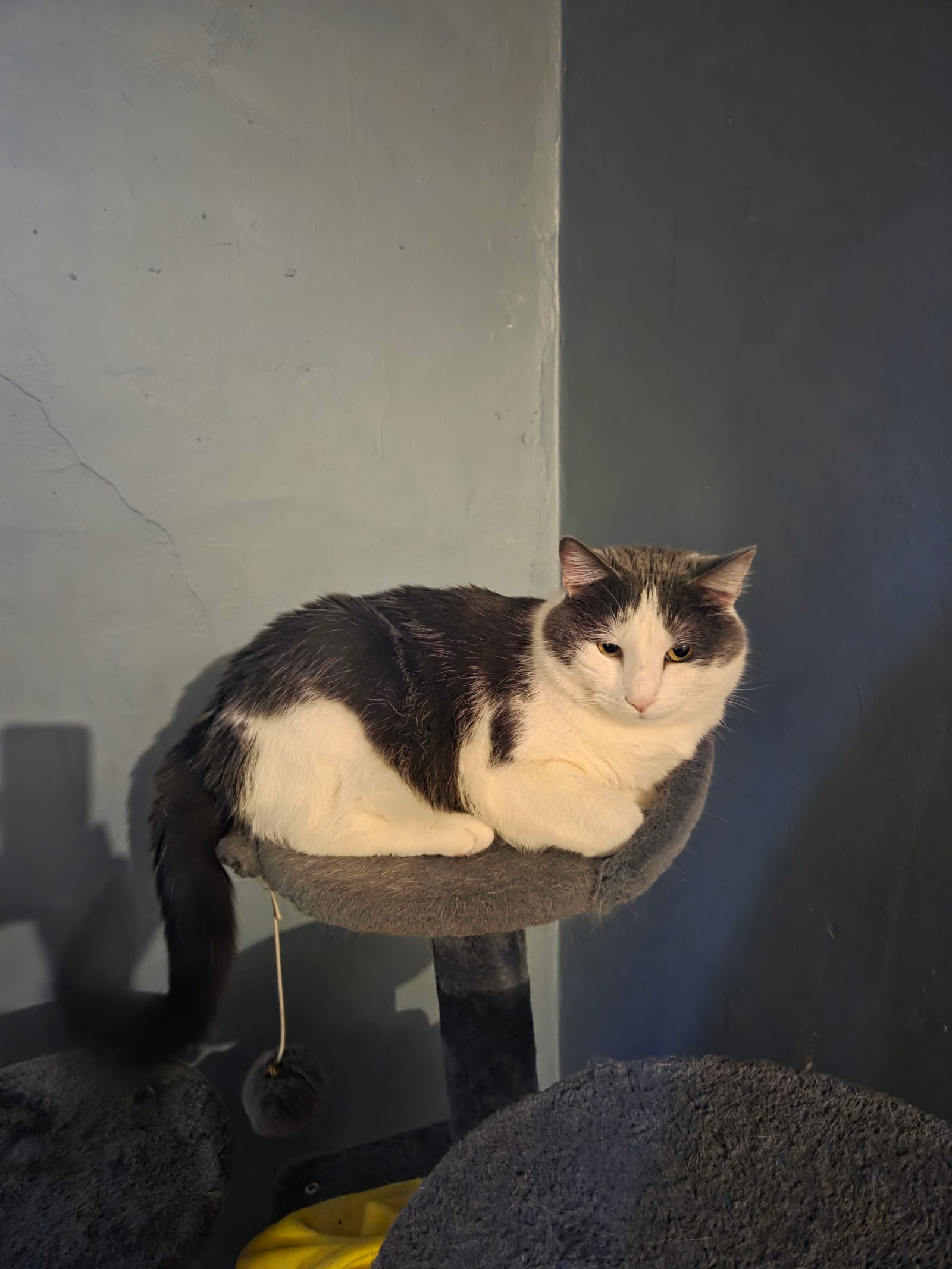 Petspiration Spotlight: Witty