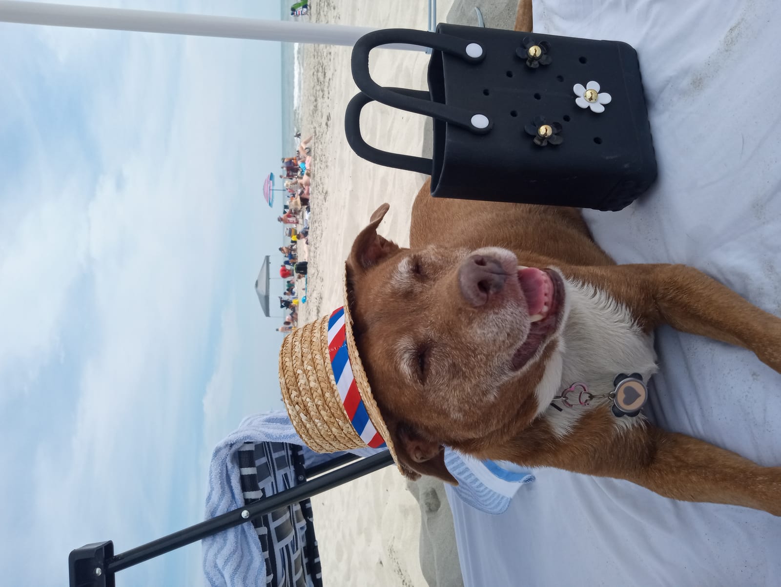 Petspiration Spotlight: Yogi