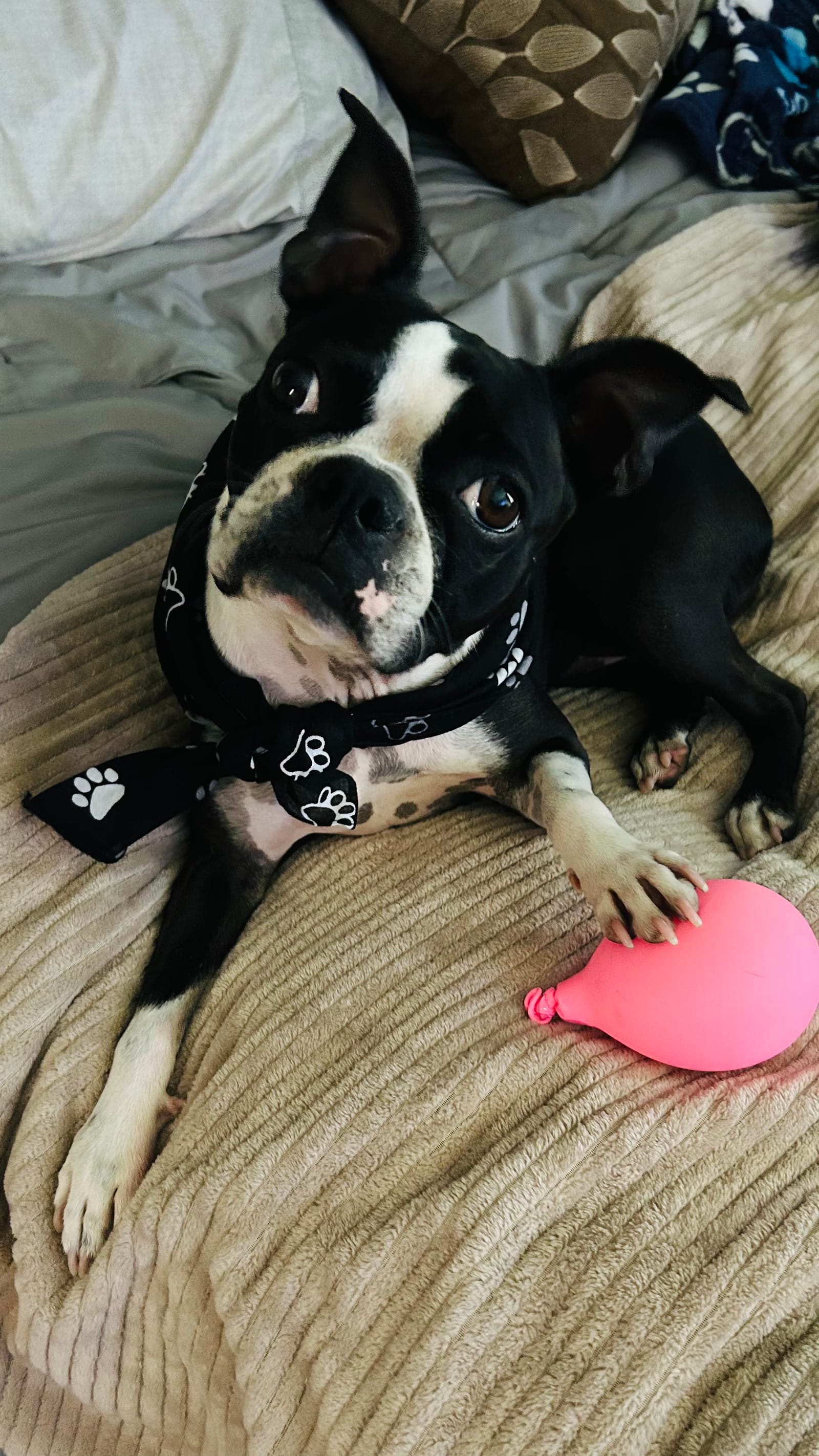 Petspiration Spotlight: Zella