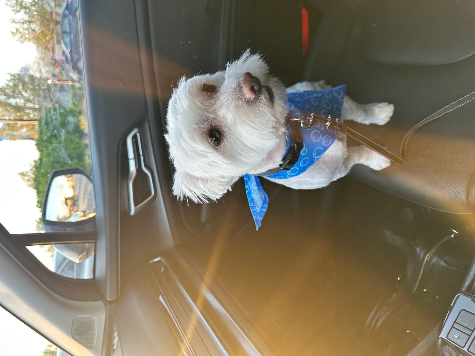 Petspiration Spotlight: Zeus