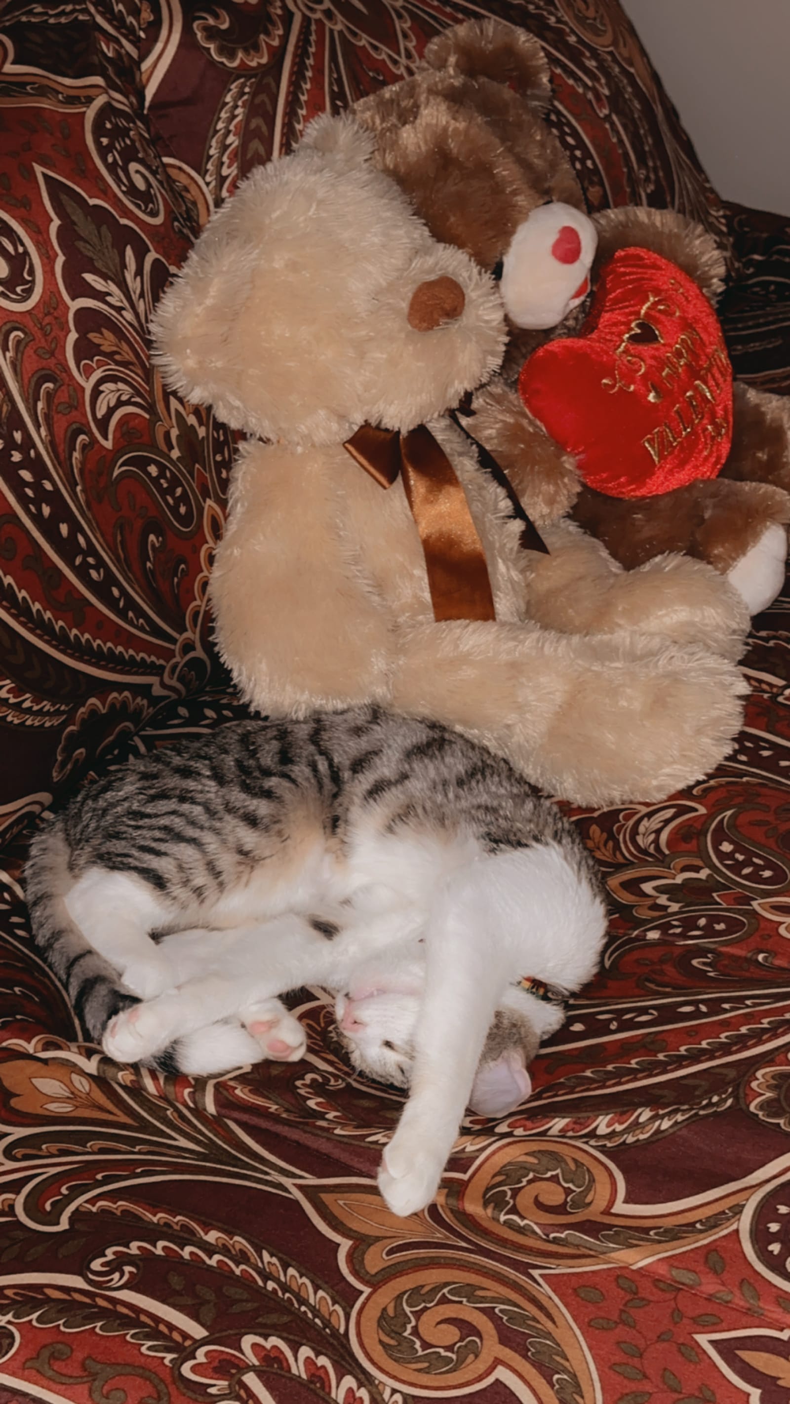 Petspiration Spotlight: Ziggy