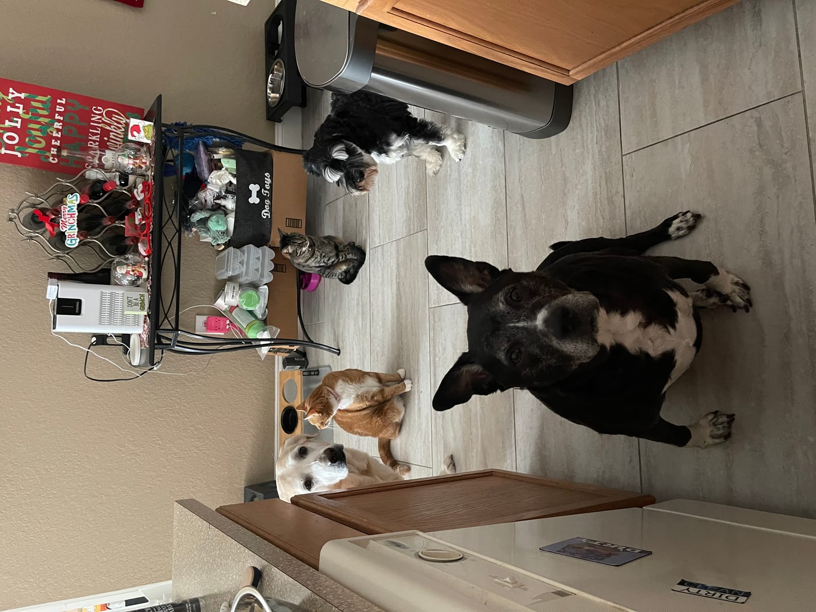 Petspiration Spotlight: Ziggy, Korra, Summer, Misty & Remy