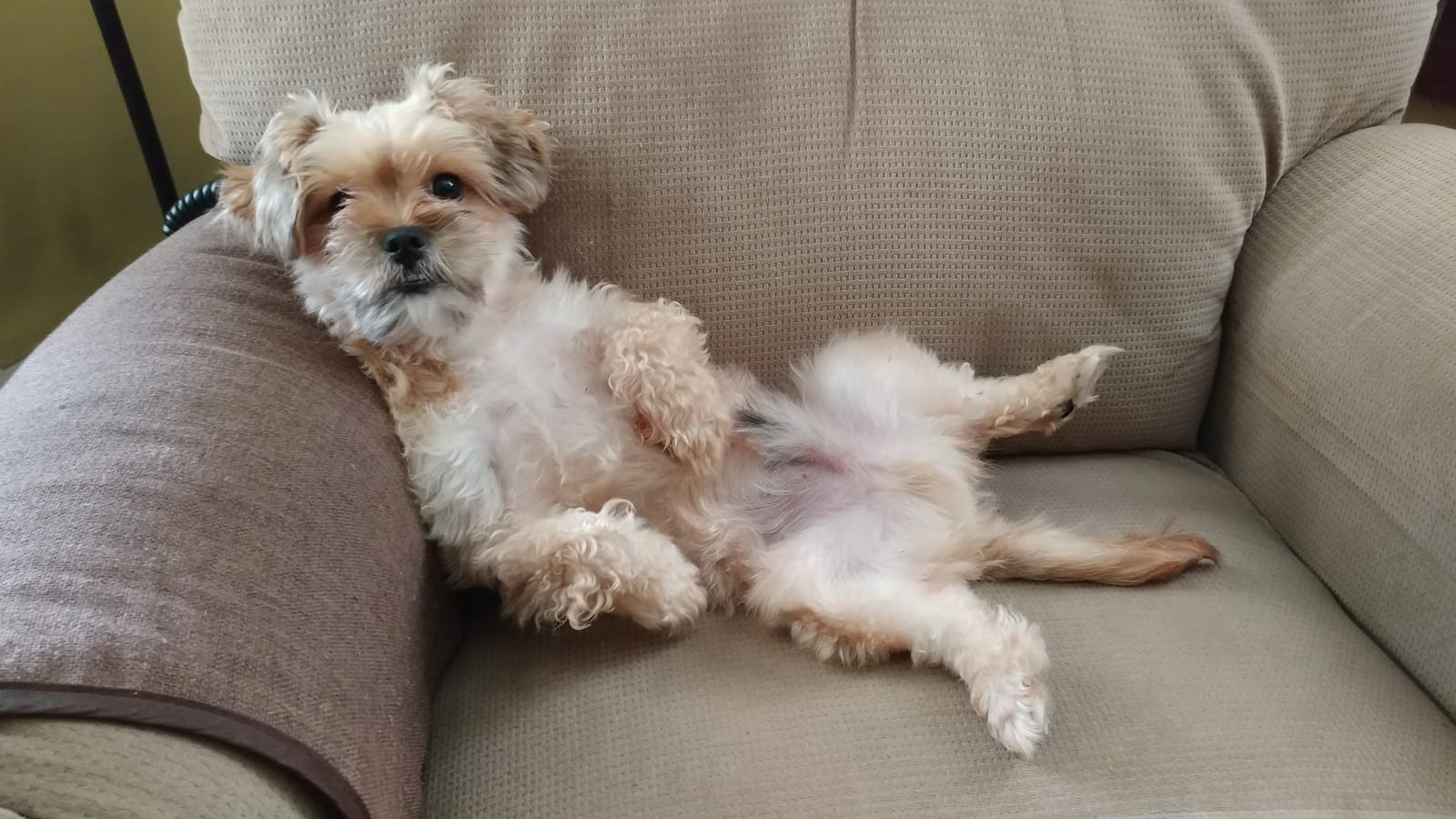 Petspiration Spotlight: Ziggy Stardust