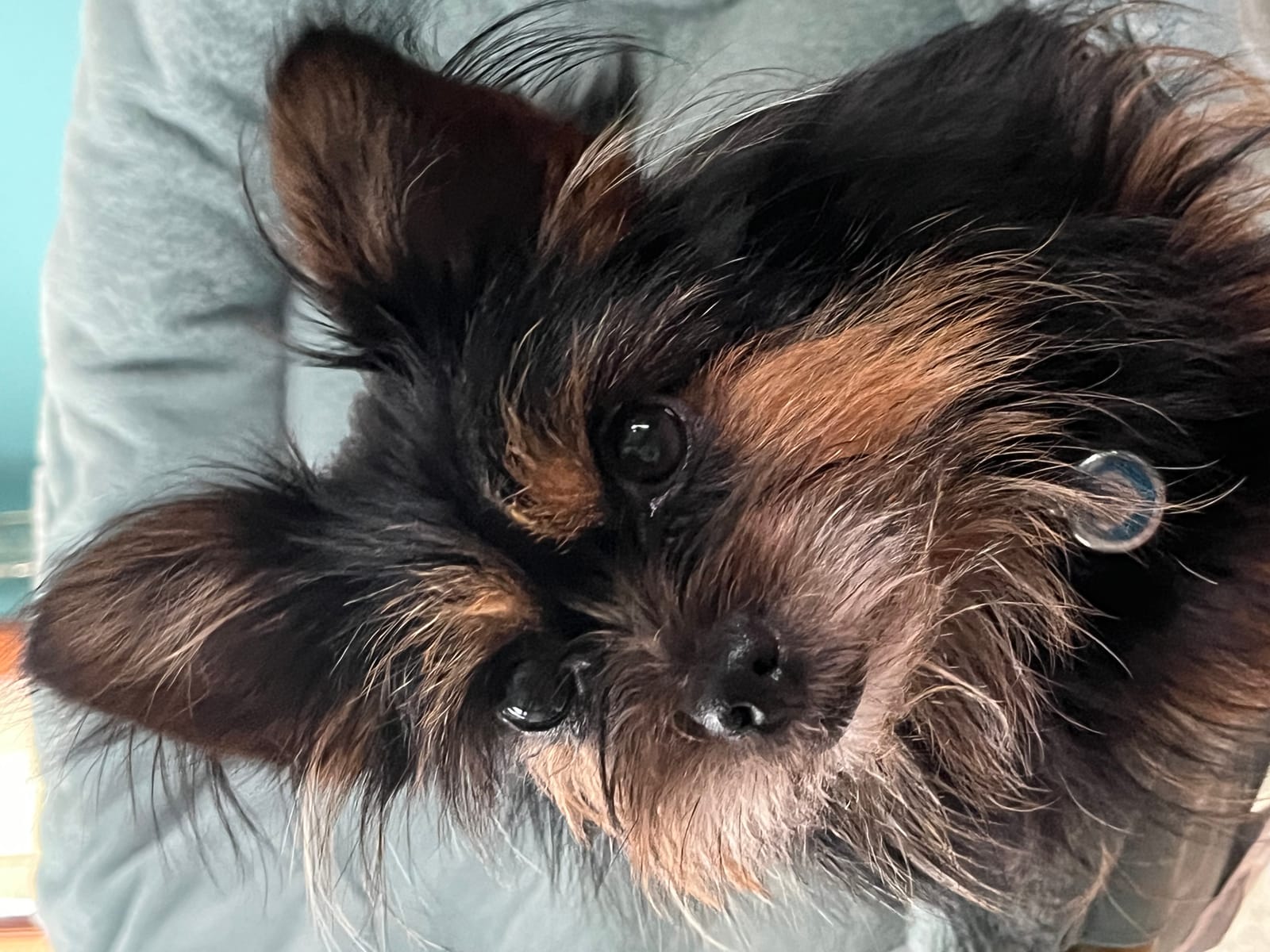 Petspiration Spotlight: Zoei