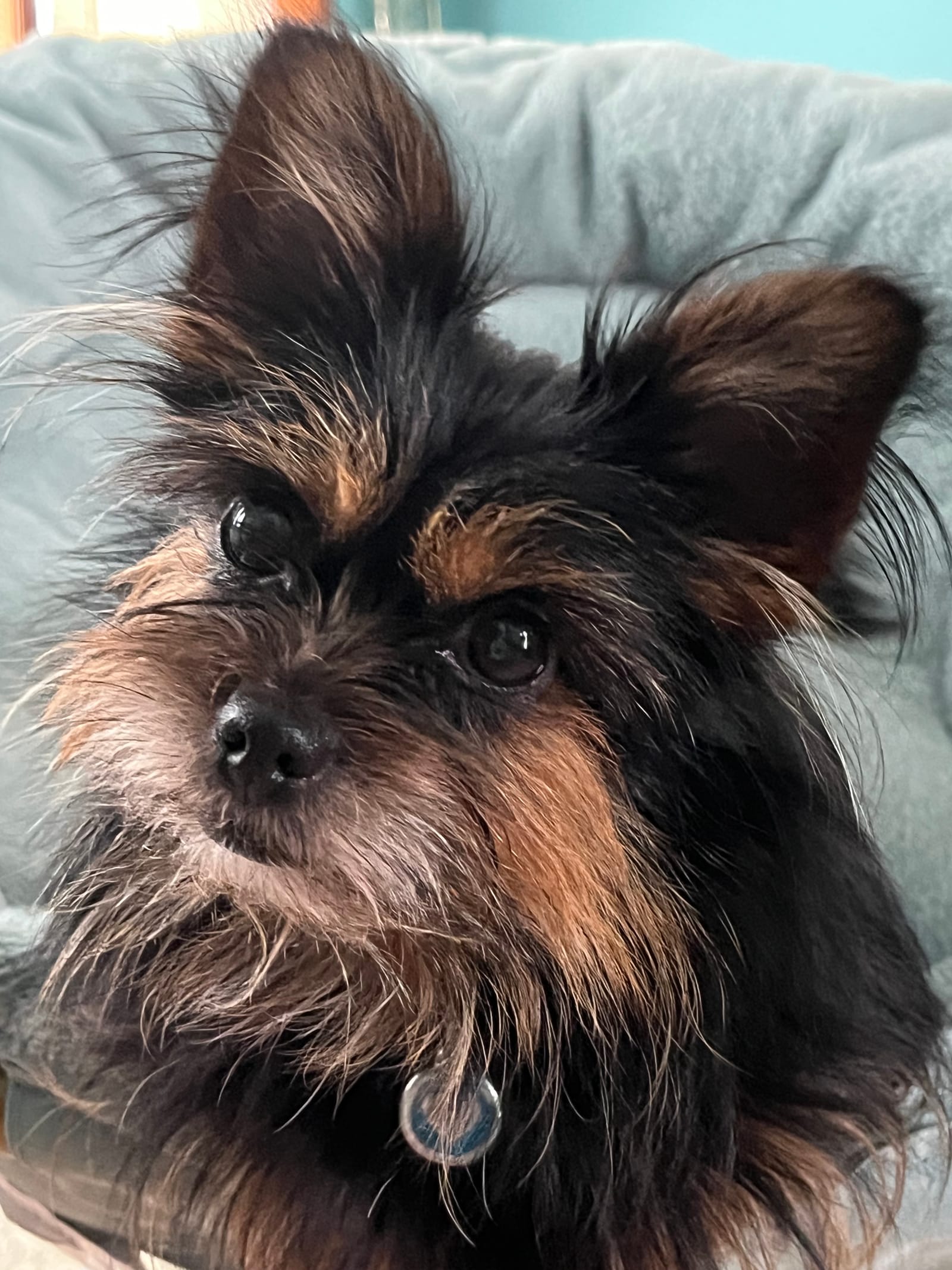 Petspiration Spotlight: Zoei