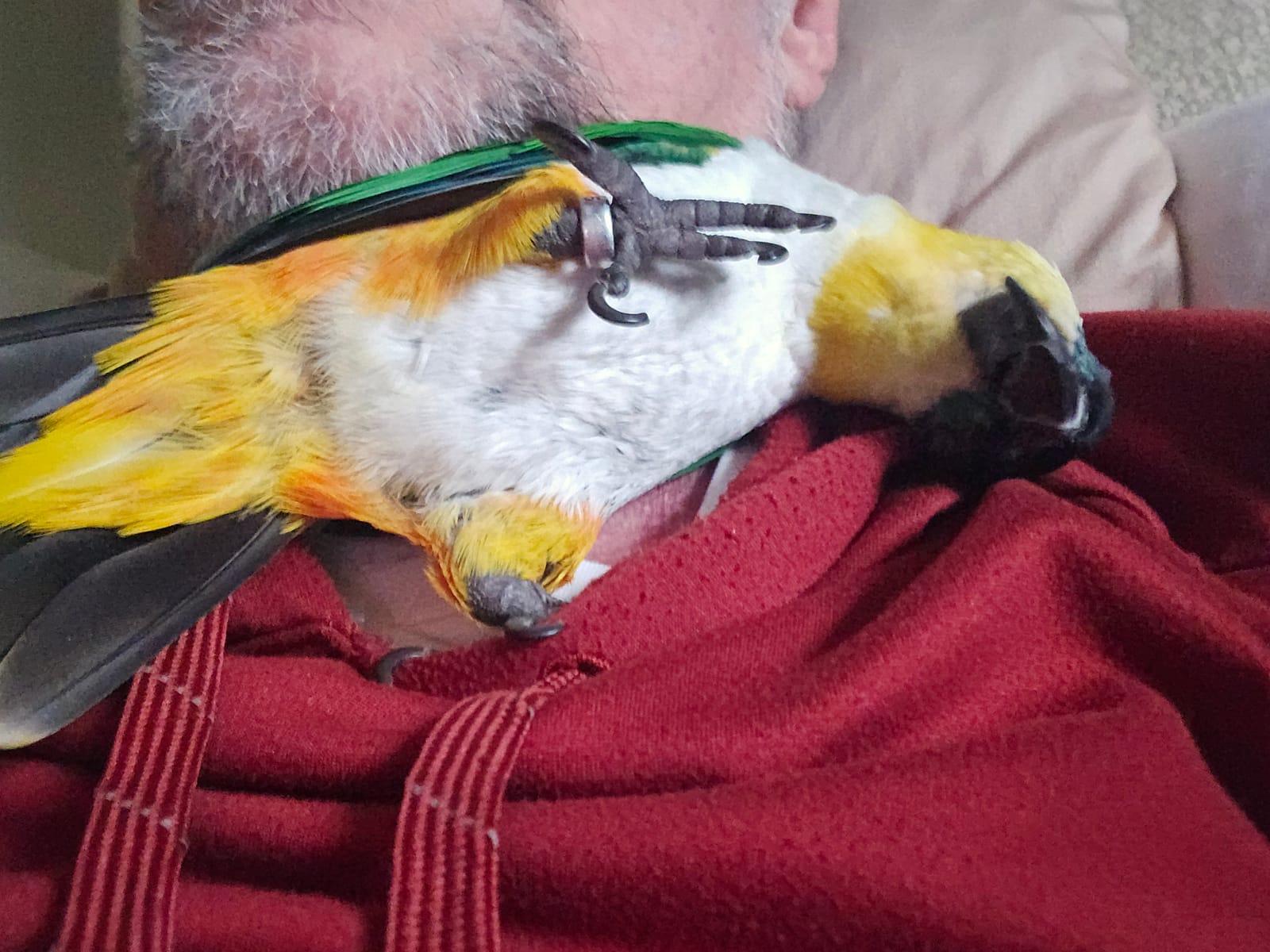 Petspiration Spotlight: Zorro