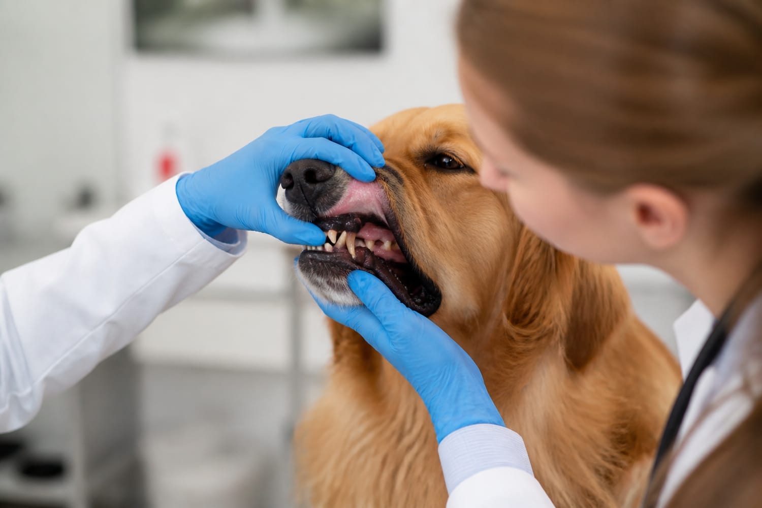 What Your Pet’s Gums Can Reveal: 7 Color Changes You Should Never Ignore