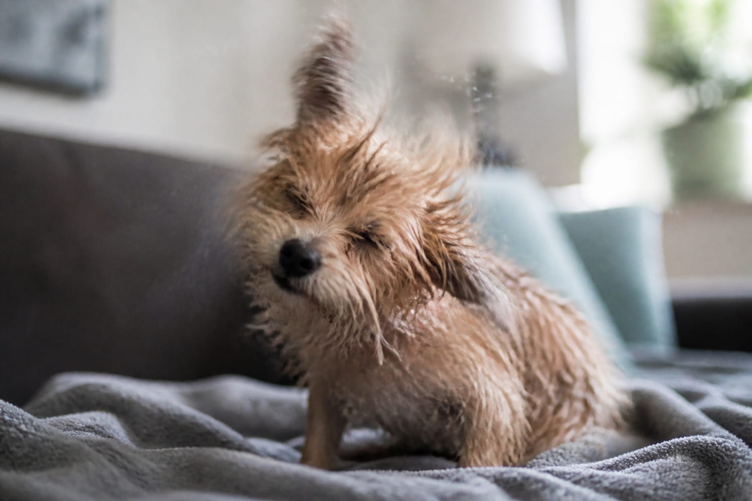 Why Is Your Dog or Cat Shaking? Common Causes—and When It’s an Emergency