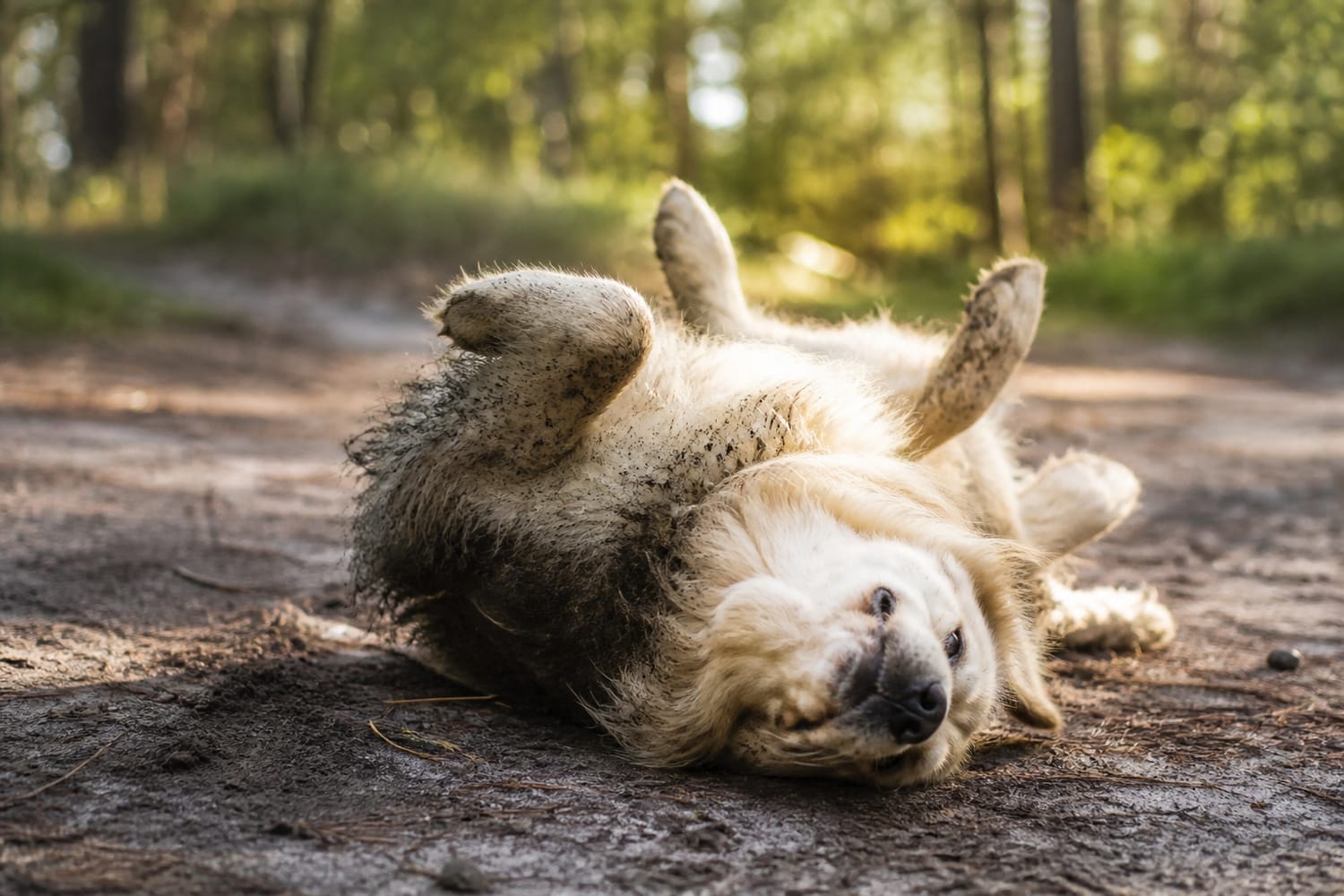 Why Dogs Roll in Smelly Things: The Curious Instinct Behind the Stink