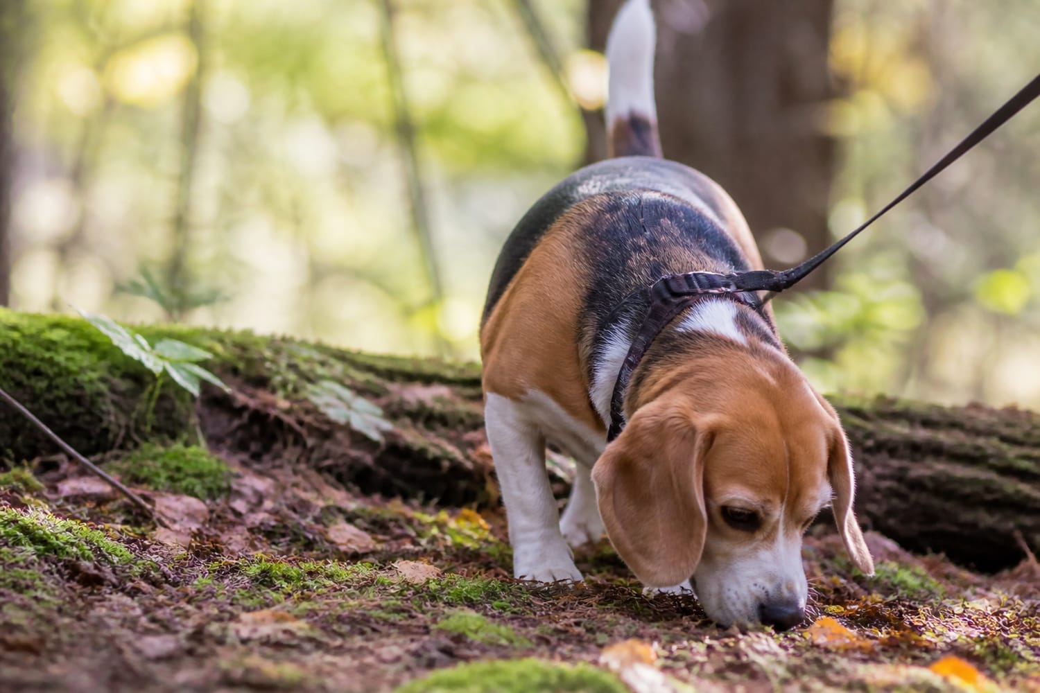 The Sniffari Guide: How to Turn an Ordinary Dog Walk Into a Brain-Boosting Adventure