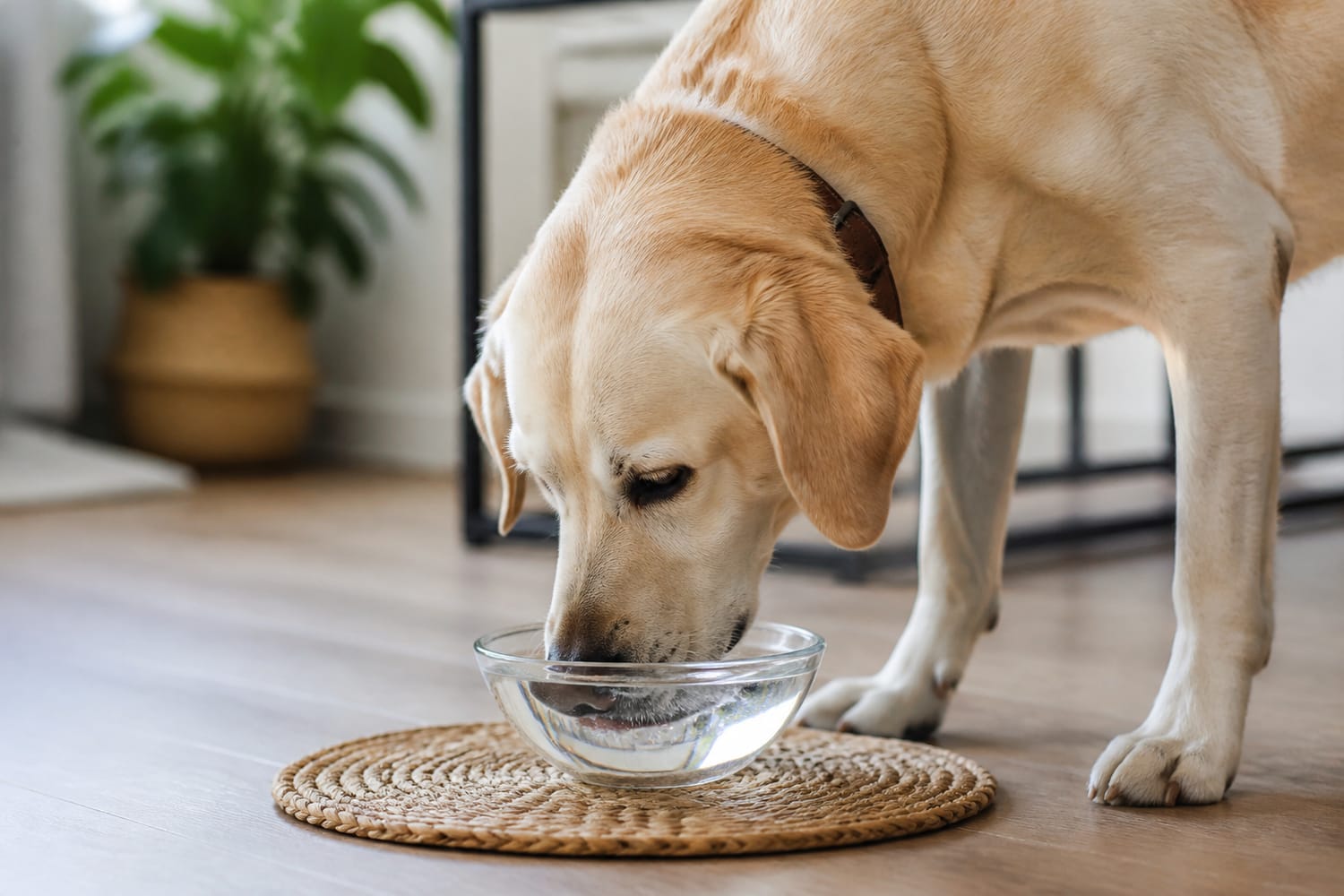 Why Is Your Pet Suddenly Drinking More Water? When Excessive Thirst Signals a Health Problem