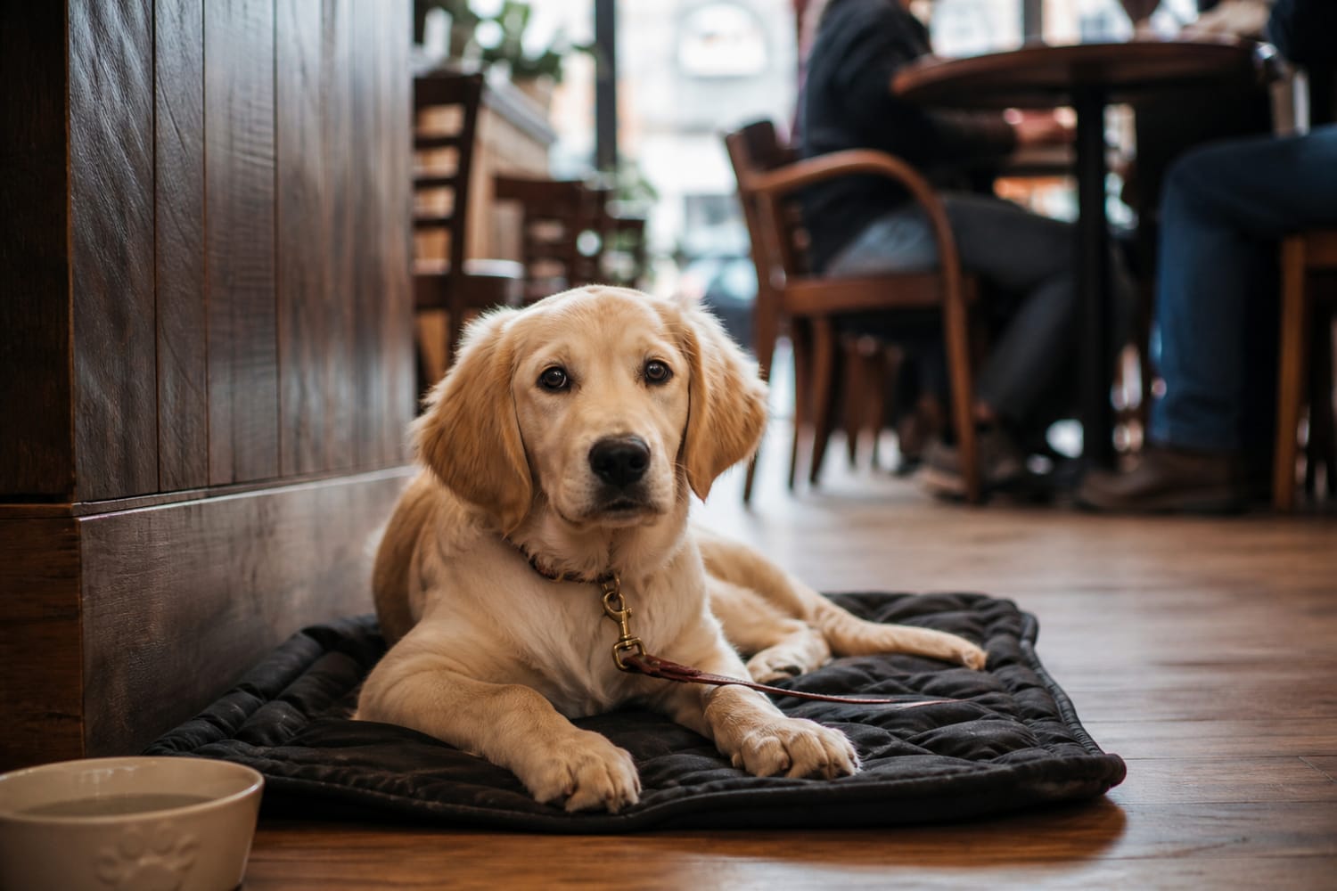 Teach Your Dog to Settle Anywhere: Calm Training That Works