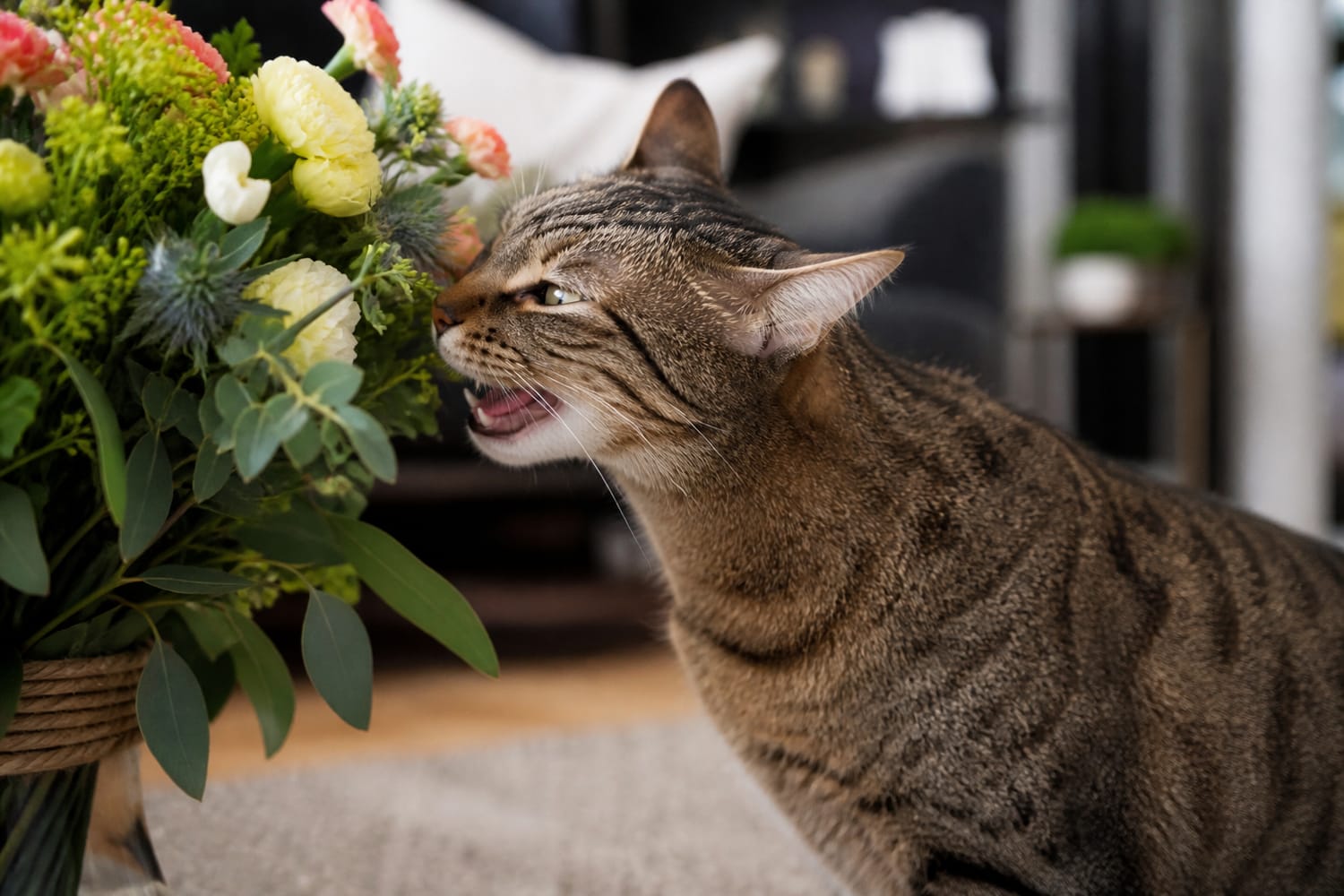 Why Cats Open Their Mouths After Sniffing Something: The Science Behind the “Stinky Face”