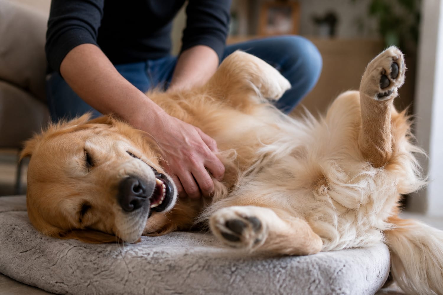 Why Dogs Kick Their Legs When You Scratch the Sweet Spot