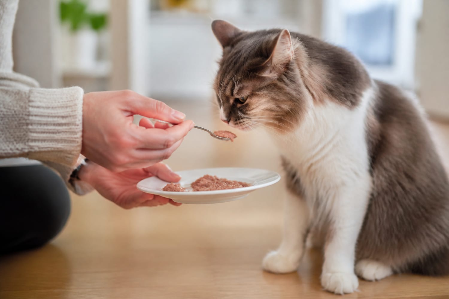 How to Feed a Toothless Dog or Cat: Food Textures and Easier Mealtimes